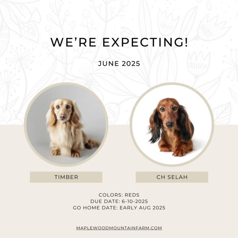2506 Timber x Selah